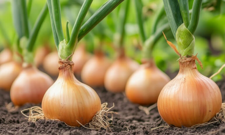 Onions add rich flavour to your winter meals. Shop fresh and make the most of this pantry staple.