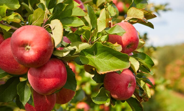 Enjoy them as a snack or bake them in your pies and crumbles. Discover why apples are a winter favourite.